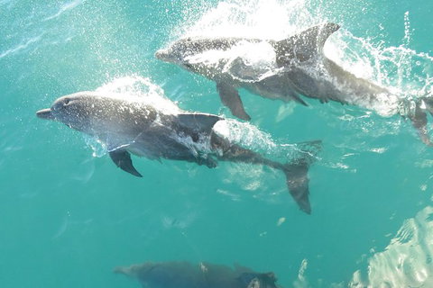 Roebuck Bay Snubfin Dolphin Cruise - Accommodation Coffs Harbour 0