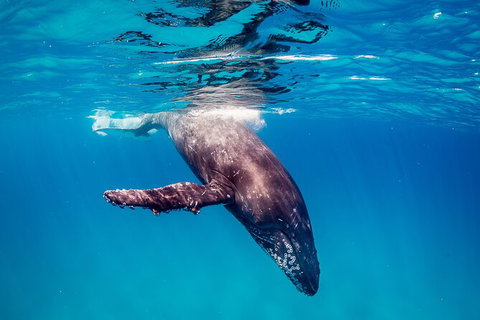 Life On Ningaloo Swimming Tour In Exmouth - Accommodation Coffs Harbour 5