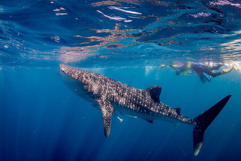 Life On Ningaloo Swimming Tour In Exmouth - Accommodation Coffs Harbour 2