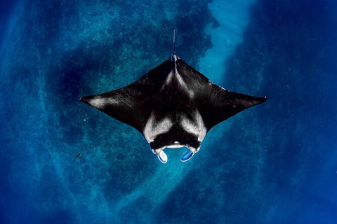 Life On Ningaloo Swimming Tour In Exmouth - Accommodation Coffs Harbour 3