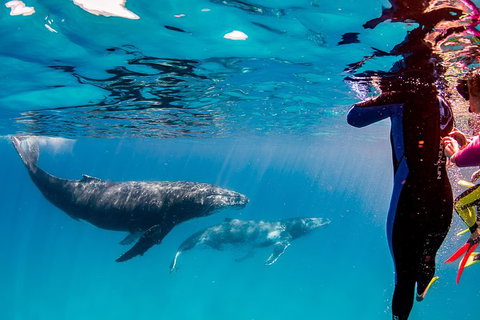 Life On Ningaloo Swimming Tour In Exmouth - Accommodation Coffs Harbour 0