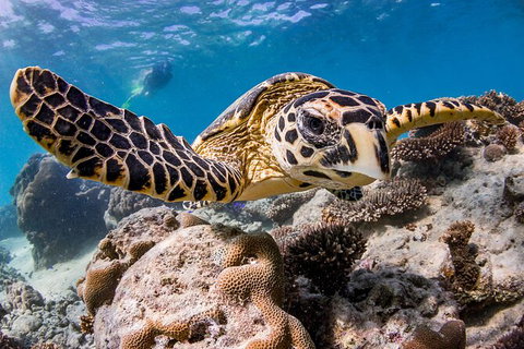 Life On Ningaloo Swimming Tour In Exmouth - Accommodation Coffs Harbour 1