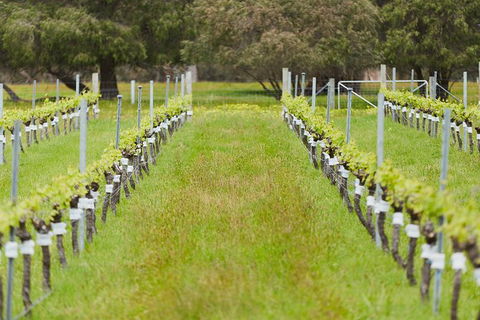 Organic Vineyard/Farm Tour - Accommodation Coffs Harbour 4
