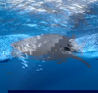 Whale Shark Adventure Tour - Accommodation Coffs Harbour