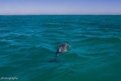 Ningaloo Immersion Private Charter - Accommodation Coffs Harbour 1
