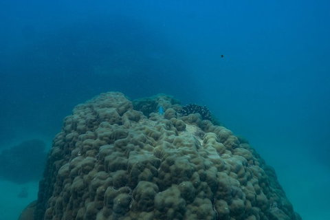 Ningaloo Immersion Private Charter - Accommodation Coffs Harbour 4