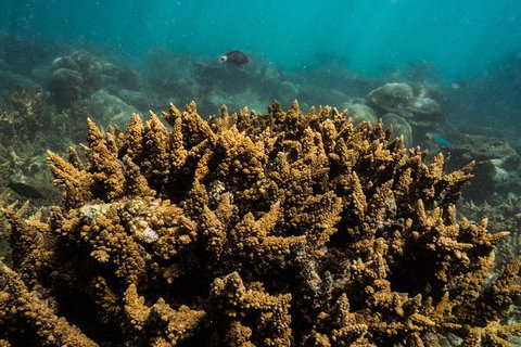 Ningaloo Immersion Private Charter - Accommodation Coffs Harbour 6