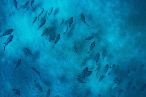 Ningaloo Immersion Private Charter - Accommodation Coffs Harbour 2