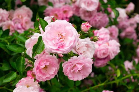 Botanical Gardens, Winery And Scenic Full Day Tour - Accommodation Coffs Harbour 0