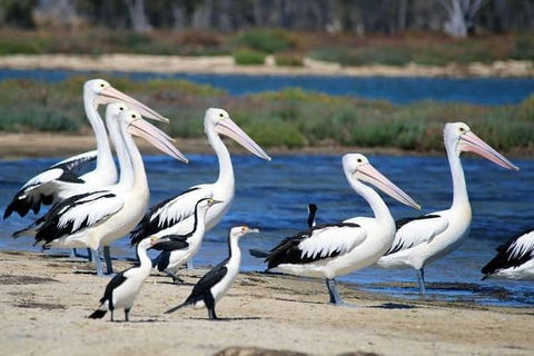 Romance Cruise + Scenic Tour + Beer Tasting + 3 Course Lunch + Hamper - Accommodation Coffs Harbour 5