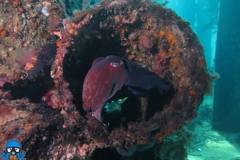 PADI Open Water Course - Accommodation Coffs Harbour 1