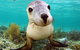 Abrolhos Islands 5 Day Tours - thumb 6