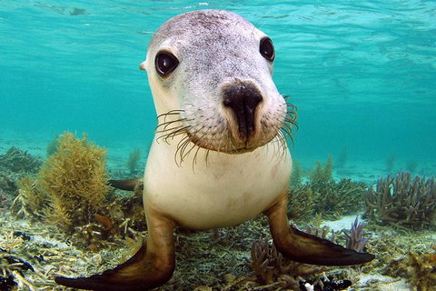 Abrolhos Islands 5 Day Tours - Accommodation Coffs Harbour 6