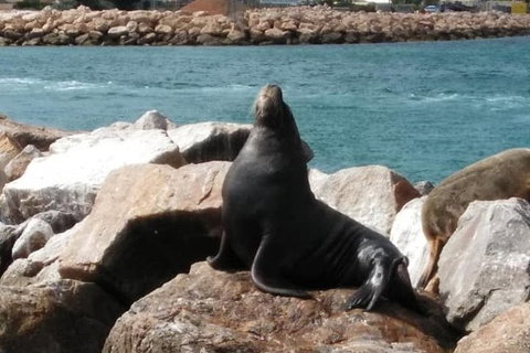 Lobster Fishing Tour At Geraldton - Accommodation Coffs Harbour 3