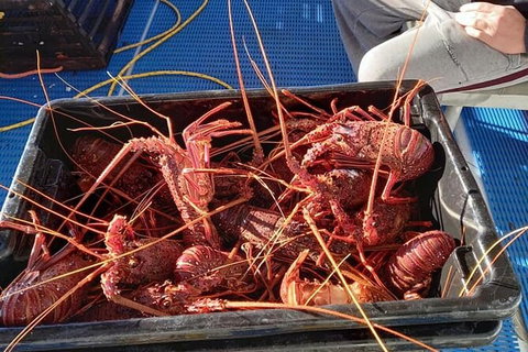 Lobster Fishing Tour At Geraldton - Accommodation Coffs Harbour 6