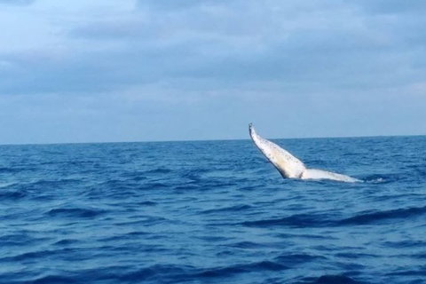 Whale Watching Boat Tour In Geraldton - Accommodation Coffs Harbour 0