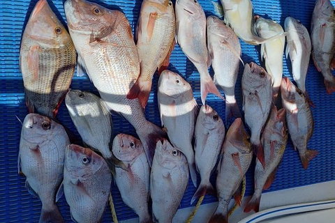Geraldton Fishing Charter - Accommodation Coffs Harbour 7