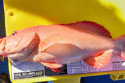 Geraldton Fishing Charter - Accommodation Coffs Harbour 13