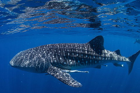 Full-Day Whale Sharks Swimming Experience On Ningaloo Reef - Accommodation Coffs Harbour 10