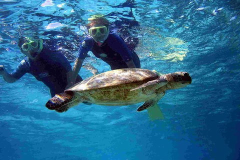 Full-Day Whale Sharks Swimming Experience On Ningaloo Reef - Accommodation Coffs Harbour 7