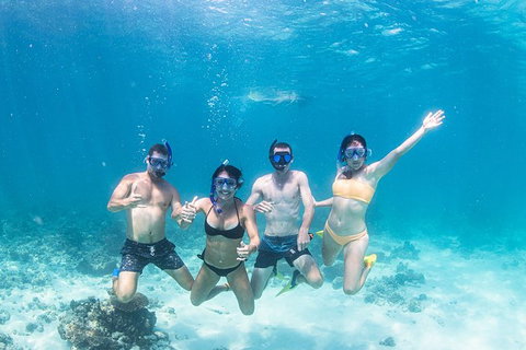 Full-Day Whale Sharks Swimming Experience On Ningaloo Reef - Accommodation Coffs Harbour 5