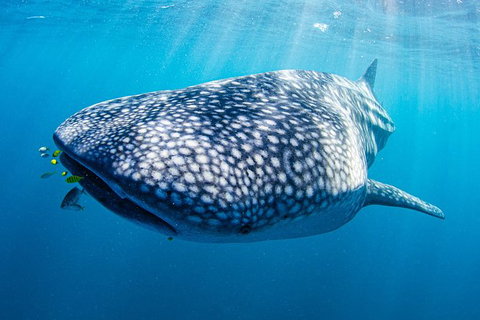 Full-Day Whale Sharks Swimming Experience On Ningaloo Reef - Accommodation Coffs Harbour 9