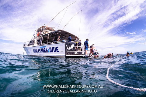 Full-Day Whale Sharks Swimming Experience On Ningaloo Reef - Accommodation Coffs Harbour 13