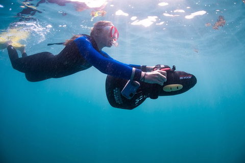 Full-Day Whale Sharks Swimming Experience On Ningaloo Reef - Accommodation Coffs Harbour 4