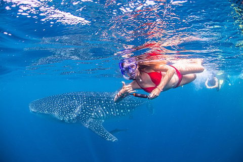 Full-Day Whale Sharks Swimming Experience On Ningaloo Reef - Accommodation Coffs Harbour 0