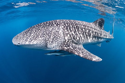 Full-Day Whale Sharks Swimming Experience On Ningaloo Reef - Accommodation Coffs Harbour 14