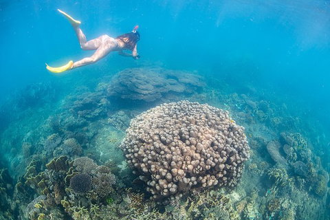 Full-Day Whale Sharks Swimming Experience On Ningaloo Reef - Accommodation Coffs Harbour 6