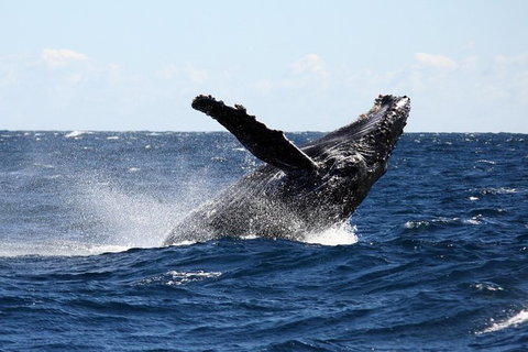 Full-Day Whale Sharks Swimming Experience On Ningaloo Reef - Accommodation Coffs Harbour 8