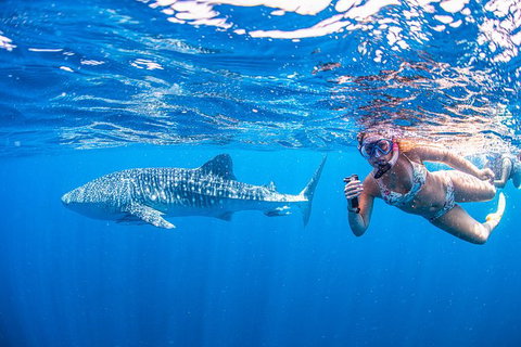 Full-Day Whale Sharks Swimming Experience On Ningaloo Reef - Accommodation Coffs Harbour 17