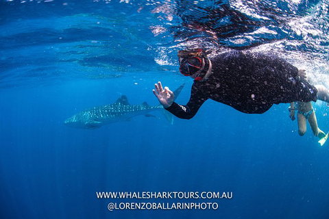 Full-Day Whale Sharks Swimming Experience On Ningaloo Reef - Accommodation Coffs Harbour 2