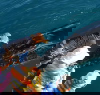 AOC Broome Whale Watching - Accommodation Coffs Harbour