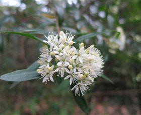 Cambewarra Mountain NSW Accommodation Coffs Harbour