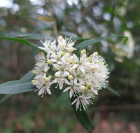 Booderee National Park - Accommodation Coffs Harbour