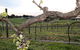Nalbra Estate Wines - thumb 0