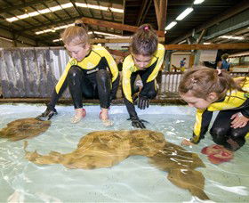 Australian Shark And Ray Centre - Accommodation Coffs Harbour 0