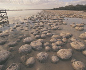 Lake Clifton Thrombolites - Accommodation Coffs Harbour 0