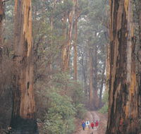 Beedelup National Park - Accommodation Coffs Harbour