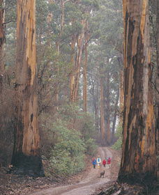 Beedelup National Park - Accommodation Coffs Harbour 0