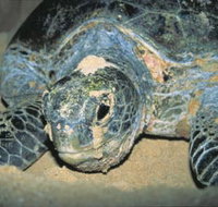 Turtle Nesting Season - Accommodation Coffs Harbour