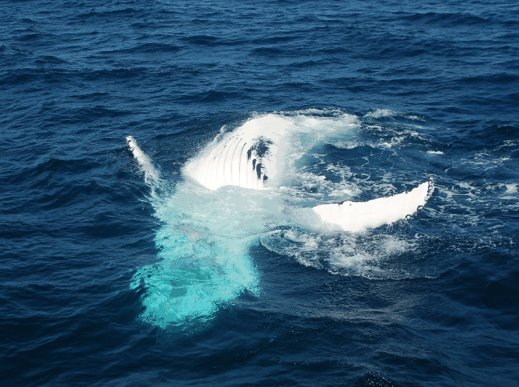 Dolphin Wild Cruises - Accommodation Coffs Harbour 0