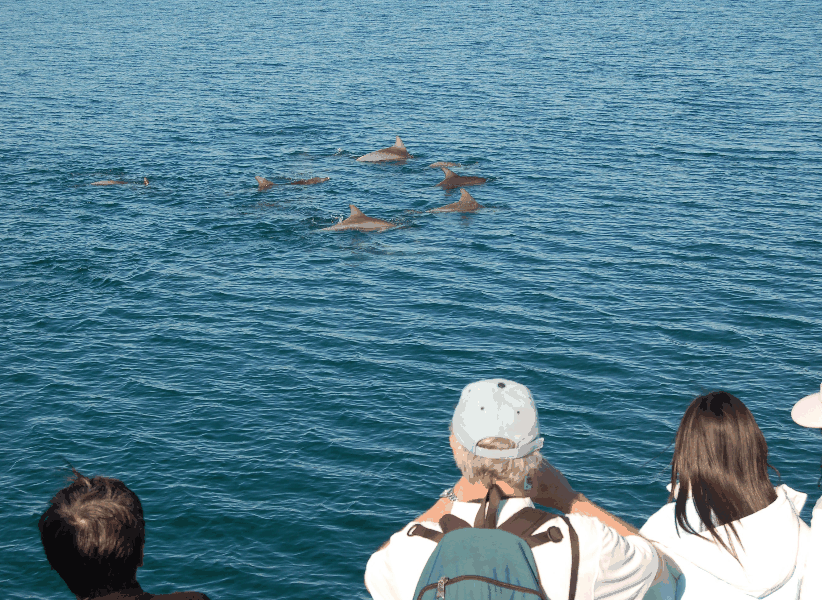 Dolphin Wild Cruises - Accommodation Coffs Harbour 3