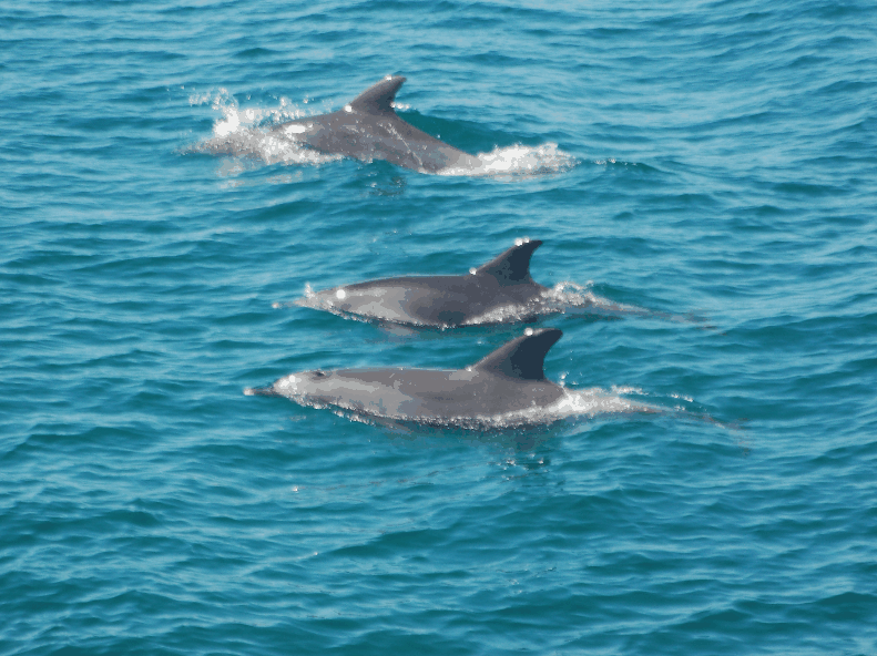 Dolphin Wild Cruises - Accommodation Coffs Harbour 5