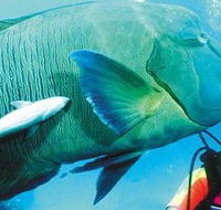 Aristocat Snorkel and Scuba Port Douglas - Accommodation Coffs Harbour