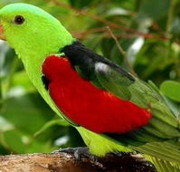 Birdworld Kuranda - Accommodation Coffs Harbour