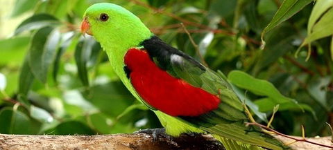 Birdworld Kuranda - Accommodation Coffs Harbour 0