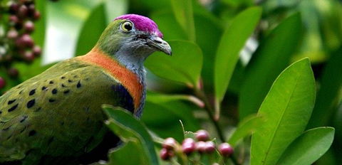 Birdworld Kuranda - Accommodation Coffs Harbour 1